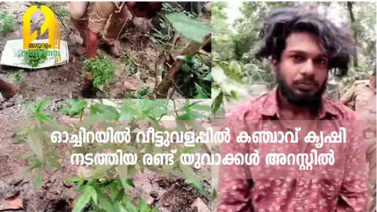 ഓച്ചിറയിൽ വീട്ടുവളപ്പിൽ കഞ്ചാവ് കൃഷി നടത്തിയ രണ്ട് യുവാക്കൾ അറസ്റ്റിൽ
