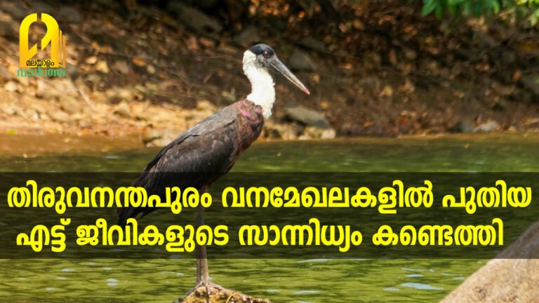 തിരുവനന്തപുരം വനമേഖലകളിൽ പുതിയ എട്ട് ജീവികളുടെ സാന്നിധ്യം കണ്ടെത്തി