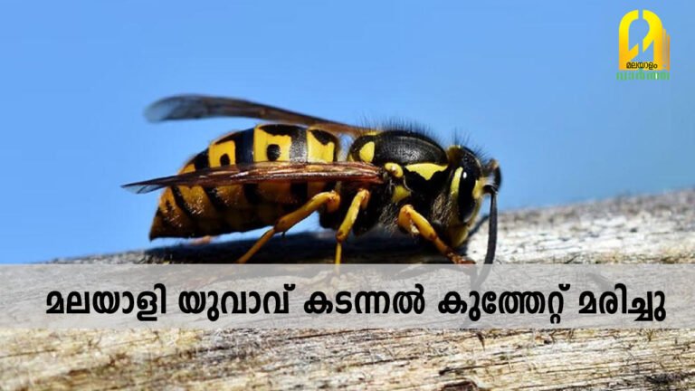 മലയാളി യുവാവ് കടന്നല്‍ കുത്തേറ്റ് മരിച്ചു