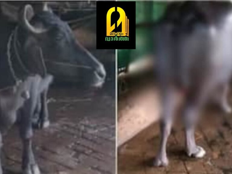 പത്തനംതിട്ടയില്‍ എരുമയുടെ വാല്‍ മുറിച്ചു നീക്കി; മിണ്ടാപ്രാണിയോട് എന്തിനീ ക്രൂരത