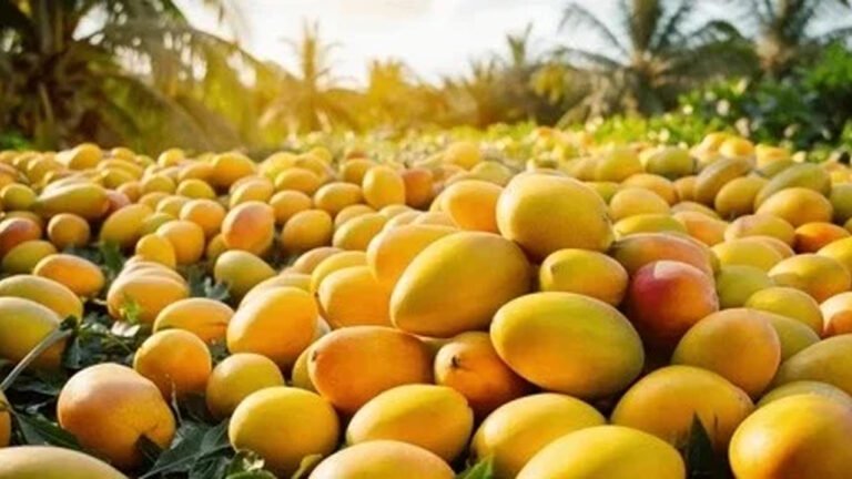 ഇന്ത്യയിൽ നിന്നുള്ള മാമ്പഴ കയറ്റുമതി നിരസിച്ച് യുഎസ്; അഞ്ച് ലക്ഷം ഡോളർ നഷ്ടം