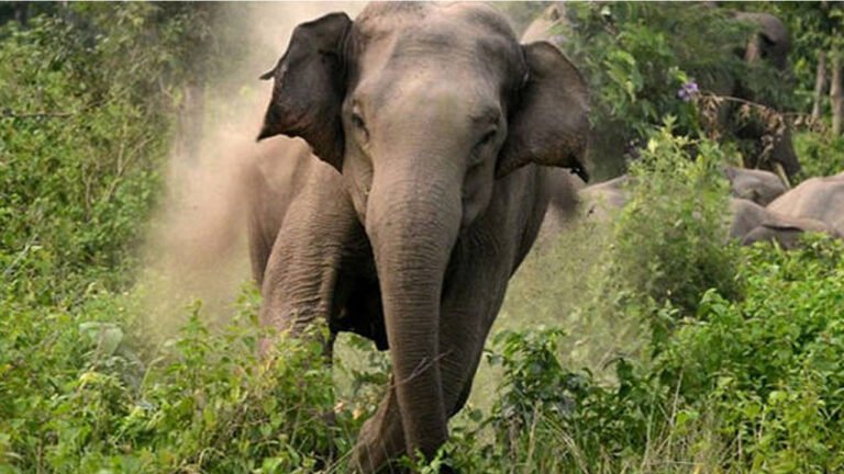 പാലക്കാട് കാട്ടാന ആക്രമണത്തില്‍ പരിക്കേറ്റയാള്‍ മരിച്ചു