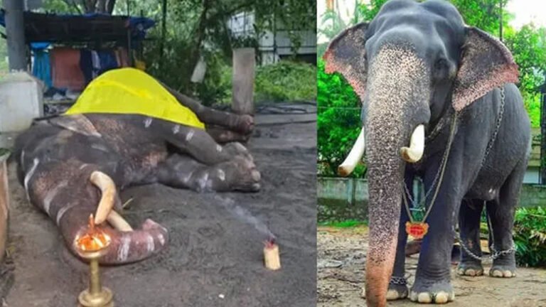 ഗുരുവായൂർ ദേവസ്വത്തിന്റെ കൊമ്പനായ ഗോപികണ്ണൻ ചരിഞ്ഞു