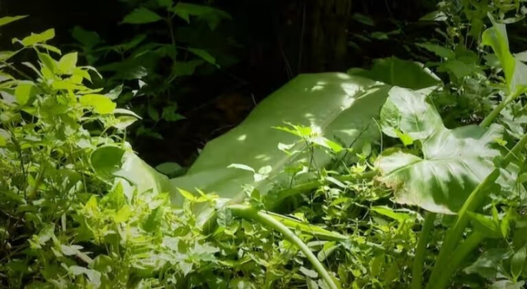 നവജാത ശിശുവിന്റെ മരണം : അമ്മയ്‌ക്കെതിരെ കൊലക്കുറ്റം ചുമത്തും